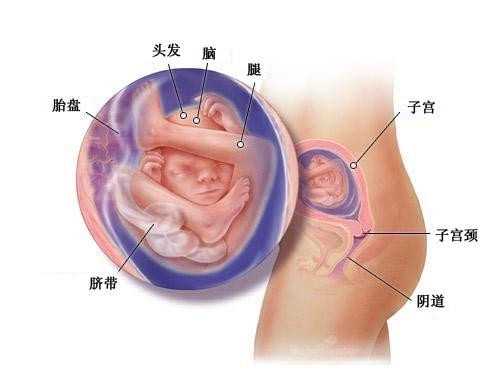 青岛代孕公司哪个可靠 2022青岛大学附属医院试管婴儿成功率一览 ‘股骨长怎么